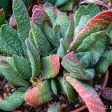 Gasteria carinata v. verrucosa (RSA)